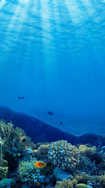 Underwater , Beautiful , Underwater graphy, Nature HD phone wallpaper