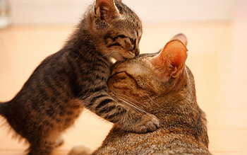 Love, kitten, sweet, kitty, cats, cute, beautiful, animals, adorable HD wallpaper