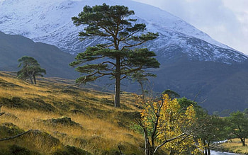 Tree, trees, nature HD wallpaper