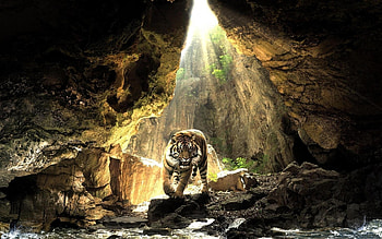 Tigers, Landscape, Animals, Nature HD wallpaper