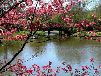 River and red flowers, flowers, rivers HD wallpaper