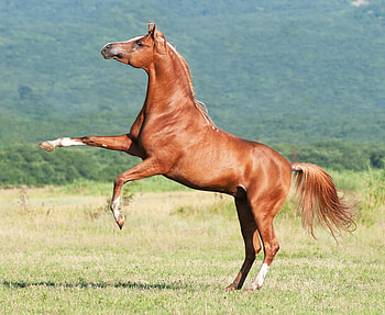 Arabian Stallion, arabian, horses, chestnut, oriental HD wallpaper