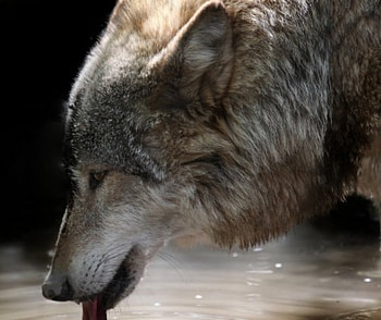 focus, winter, dog, canis lupus, lone wolf, wolf, howling, snow, the pack, mythical, white, timber, wolves, grey, lobo, wisdom beautiful, grey wolf, nature, canine, friendship, arctic, solitude, black, quotes, wolf pack, , wild animal black, wolfrunning, abstract, pack, majestic, howl, spirit, wolf HD wallpaper
