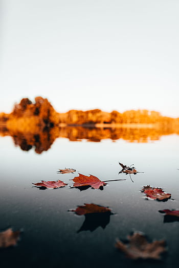Tranquil autumn scene of leaves on a reflective lake, showcasing vibrant fall colors. HD phone wallpaper