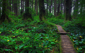 Wooden pathway, Nature's trail, Forest exploration, Into the wild HD wallpaper