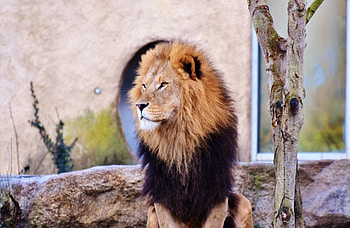 Mighty, lion, predator, calm, fur HD wallpaper