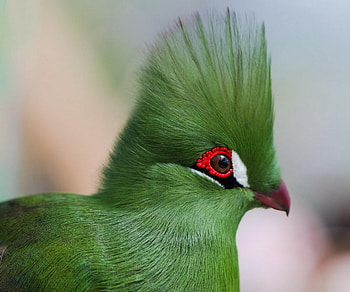 Animals, Bird, Eyes, Profile, Bright Color, Guinean Turaco, Guinea's Turako HD wallpaper