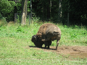 Scratching My Itch!!, paint bank, animals, va, buffalo, buffalo farm HD wallpaper