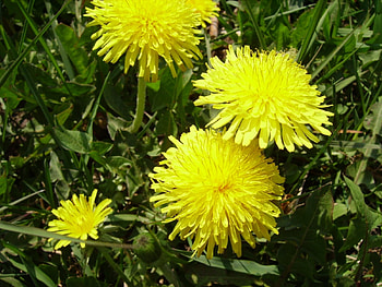 Plants, Flowers, Dandelions HD wallpaper
