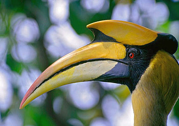 Amazing Bird, cool, amazing, bird HD wallpaper
