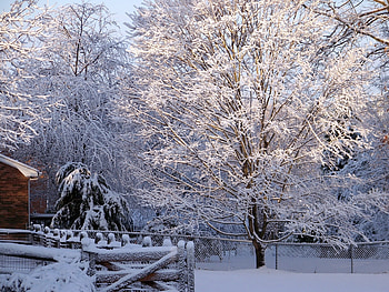 Winter, Nature, Shine, Light, Wood, Tree, Frost, Hoarfrost, Fencing, Enclosure, Lattice, Trellis, Gate, Wicket HD wallpaper