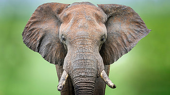 Elephant, animal, africa, horn HD wallpaper