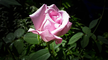 Plants, Flowers, Roses HD wallpaper