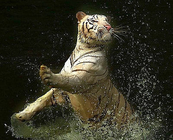 Tiger in Water, cool, in water, tiger HD wallpaper