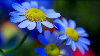 DAISIES, PETALS, NATURE, COLORS, STEMS HD wallpaper