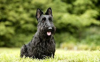 Animals, Grass, Sit, Fluffy, Dog, Muzzle, Rest, Relax HD wallpaper