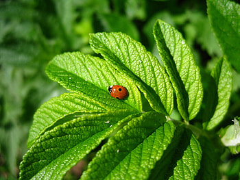 one ladybug on the leaf, one, ladybug, green, leaf, nice HD wallpaper