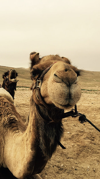 Close-up view, Muzzle details, Xperia z , Desert exploration HD phone wallpaper