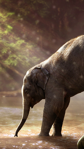 Funny elephant , Playful animals, Amusing scene, Joyful laughter HD phone wallpaper
