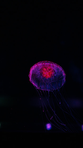 Jellyfish, Dark, Glow, Underwater World HD phone wallpaper