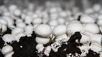 Heinsberger Land mushrooms, Local delicacy, Premium quality, Taste of the region HD wallpaper