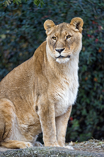 Animals, Predator, Big Cat, Sight, Opinion, Lioness, Animal HD phone wallpaper