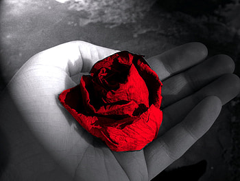 Red Sad Rose, graphy, beautiful, droopy, beauty, hand, rose, abstract, pretty, flower, body, red, nature, dreamy, , lovely HD wallpaper
