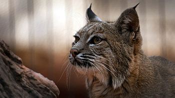 Lynx , Fierce predator, Stealthy predator, Camouflaged hunter HD wallpaper