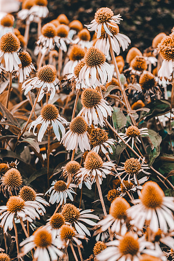 Plants, Flowers, Bloom, Flowering, Flower Bed, Flowerbed, Echinacea HD phone wallpaper