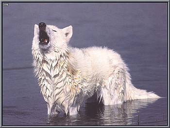 Colt water!!!, winter, dog, wolf wllpaper, lone wolf, wolf pack, wolf, colt water, howling, pack, snow, mythical, majestic, wolves, lobo, grey, howl, grey wolf, beautiful, spirit, friendship, canine, arctic, solitude HD wallpaper