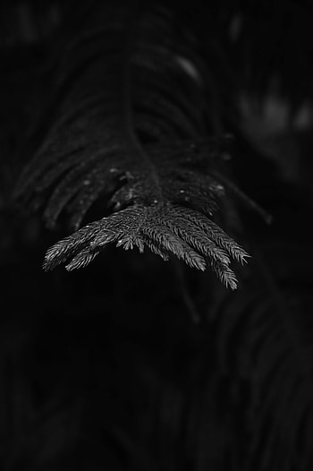 Plant, Macro, Branch, Spruce, Fir, Bw, Chb, Needles HD phone wallpaper
