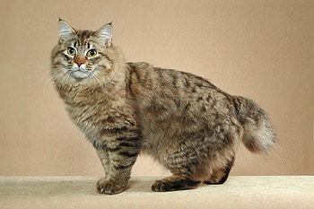 Animals, Cat, Striped, American Bobtail, Short Tail, Scut HD wallpaper