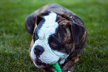 Animals, Dog, Muzzle, Playful, Bulldog HD wallpaper