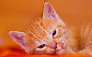 Kitten, sweet, animal, blue eyes, cute, cat, orange, ginger, paw HD wallpaper