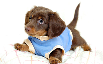 Animals, Dogs HD wallpaper