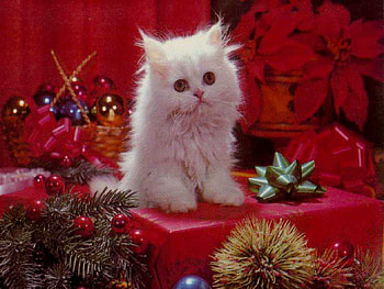kitty, white, animals, christmas, red, cute, pet HD wallpaper