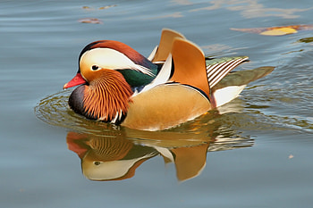 Animals, Water, Rivers, Bird, To Swim, Swim, Mandarin Duck HD wallpaper