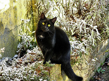 black beauty, cat, nature, black, beauty HD wallpaper