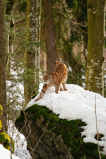 Animals, Trees, Snow, Iris, Predator, Big Cat HD phone wallpaper