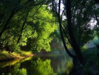 lake view green in nature, leaves, green, branches, trees, sky, nature, lake HD wallpaper