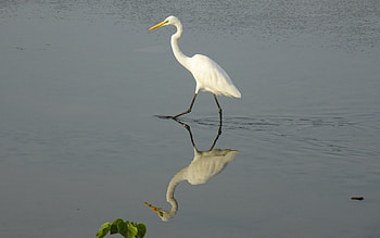 Egret, bird, reflection, water HD wallpaper