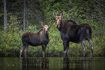 Fascinating moose facts, Superior country's wildlife, Nature's wonders, Wildlife knowledge HD wallpaper