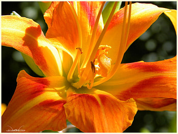Flower, other, beautiful, nature HD wallpaper