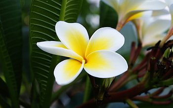 Plants, Flowers HD wallpaper
