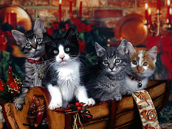 Animals, Cats, New Year, Christmas, Xmas HD wallpaper
