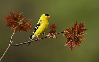 Fantastic , Bird beauty in high definition, Nature's masterpieces, Captivating visuals HD wallpaper