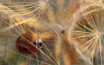 Web, Macro, Shine, Light, Ladybird, Ladybug, Dandelion HD wallpaper