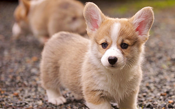 Animals, Grass, Muzzle, Sight, Opinion, Puppy, Ears HD wallpaper