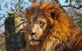 African Lion, animal, african, cat, lion HD wallpaper