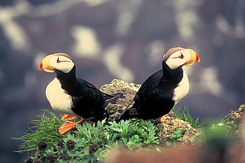 Beautiful-Birds, cool, beautiful, birds HD wallpaper